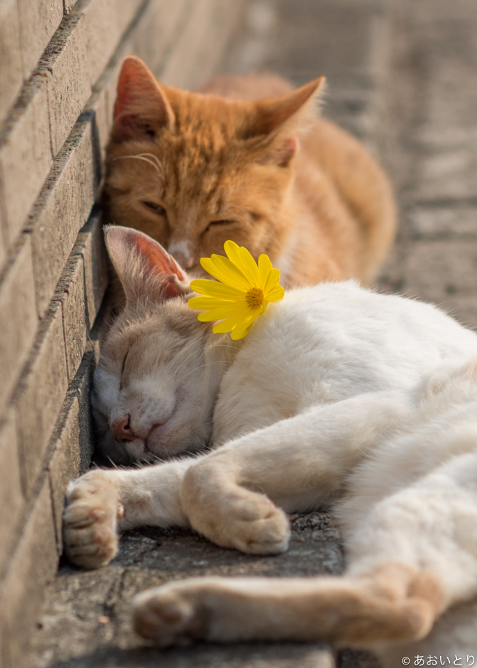 「気ままに猫だもん。」/(c)あおいとり