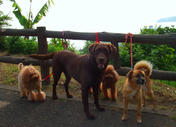 仲間たちと一緒に