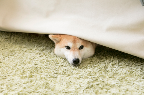 涼んでいる最中ですが「ふわもこ男子」とカーペットの“もふもふコラボ”!