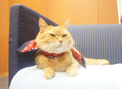 夏毛のせいで、ちょっと小柄