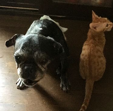 左はパピーミルからひきとった引退繁殖犬の「リッカ」(亜子さん撮影)