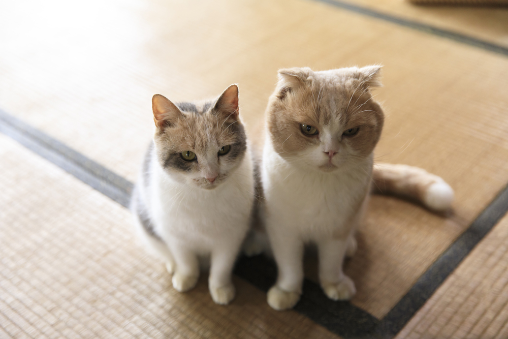 みけさん役のドロップとちゃはちさん役のシナモン(C)KADOKAWA/五十嵐健太