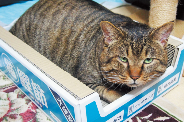 爪とぎ箱からはみ出すゴンちゃん