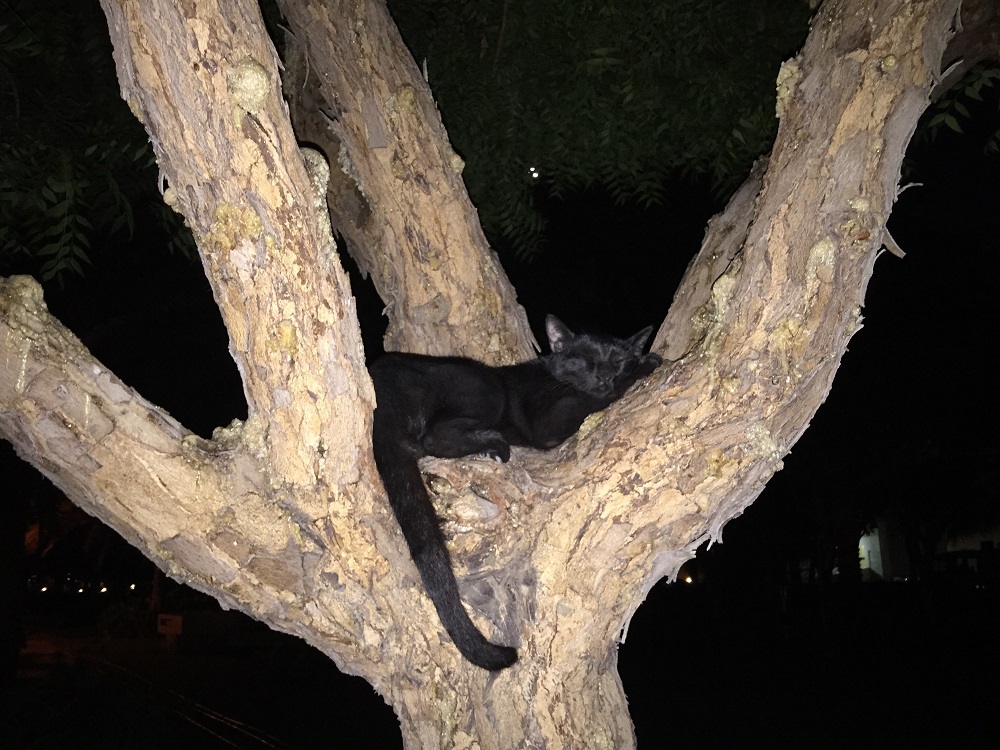 木の上でおやすみ中の黒猫、足かと思ったらしっぽだった