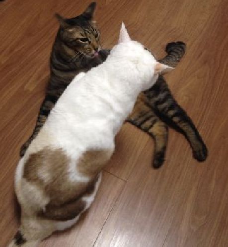 マンションに一緒に越してきたナナちゃんと