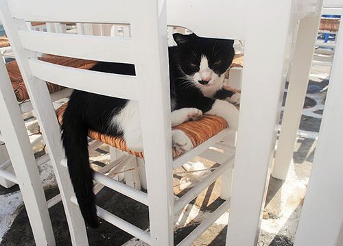 海が目の前のカフェバーにて睨みをきかせる猫さん(パロス島・ナウサ)