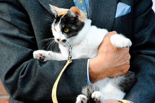 和歌山電鉄の駅長見習いとして勤務する「よんたま」