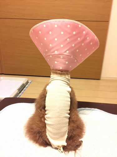 バックスタイル