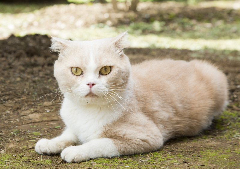 ちゃはちさん役:シナモン (C)2017 Hit-Point/『映画ねこあつめ』製作委員会