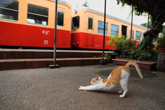 「駅猫Diary」より=洋泉社提供