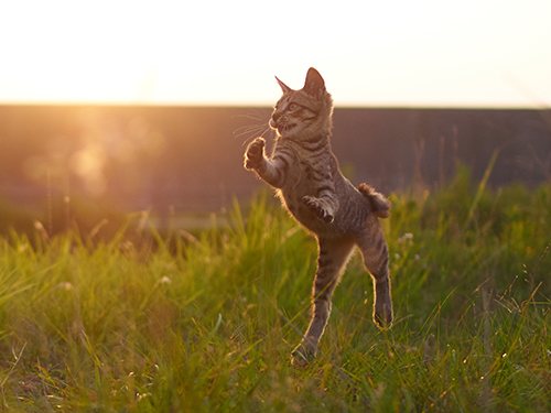 「のら猫拳キッズ」から(撮影:久方広之)