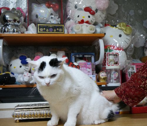 「話は変わりますが、うちの母さんは”キティラー”です」