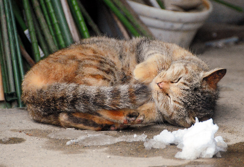 雪をしのげる屋根の下で寝転がる猫=山形県米沢市の小野川温泉