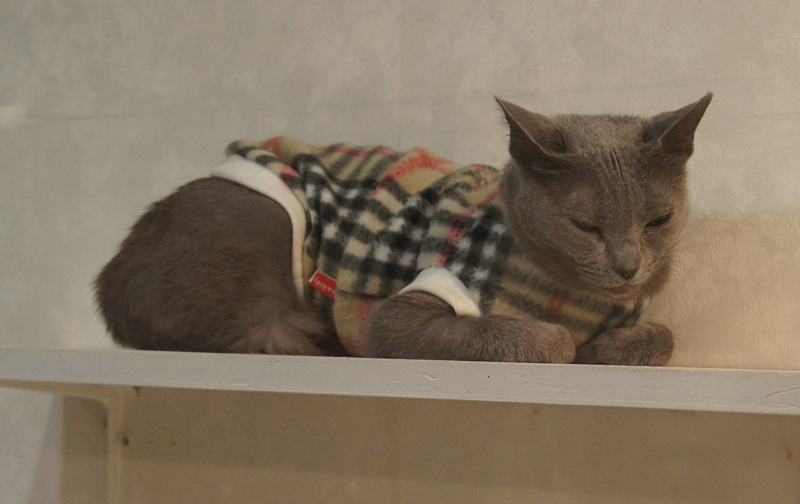 「きゃりこ新宿店」の猫