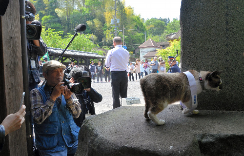 カメラを向けられ、戸惑い気味のにゃん太郎=鹿児島県霧島市隼人町のJR嘉例川駅