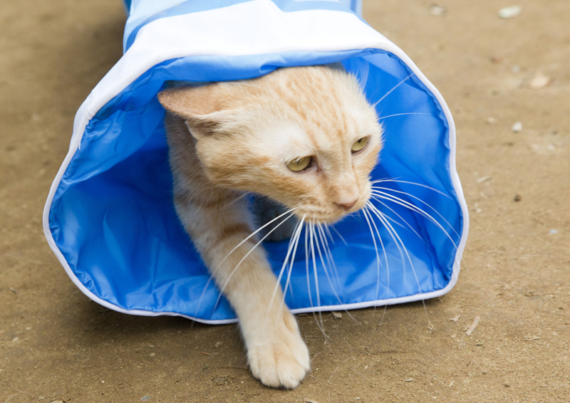 ちゃとらさん役:りの (C)2017 Hit-Point/『映画ねこあつめ』製作委員会