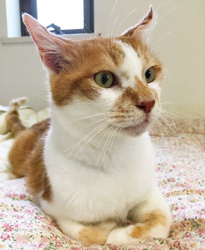 ベッドで箱座りするトロ すっかり部屋になじみました