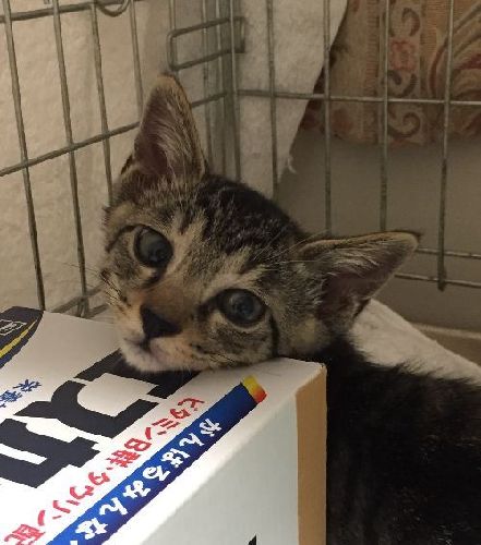 我が家に来る前日。不安と期待に満ちている?