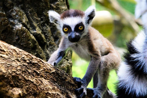 まだ母親が恋しい様子=埼玉県こども動物自然公園提供