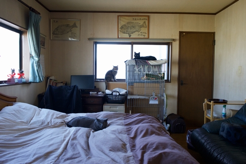 3匹が普段過ごしている2階の広い寝室