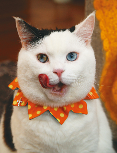 左目はブルー、右目は黄緑にブルーの入った珍しいオッドアイ