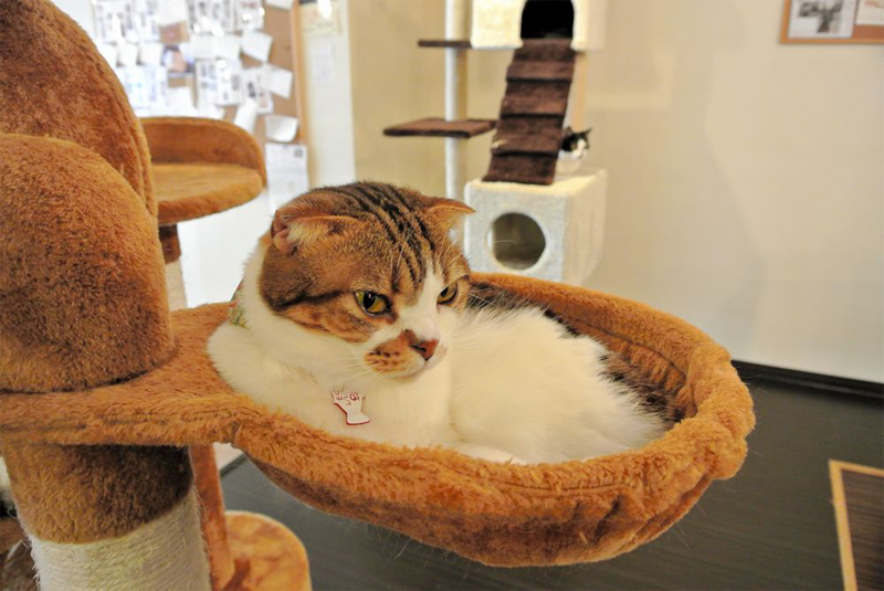 スコティッシュフォールドのひな(メス、7歳)