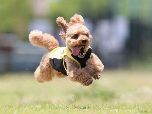 トイプードルのモップくん(6歳)=加納幹夫氏撮影