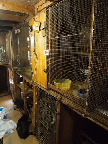 画面左下にいる猫は、金網が張られた猫舎と猫舎の間の通路部分で過ごしている=北九州市