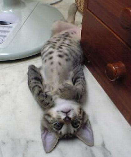 夏、扇風機の横で涼む 「あー気持ちよかー」