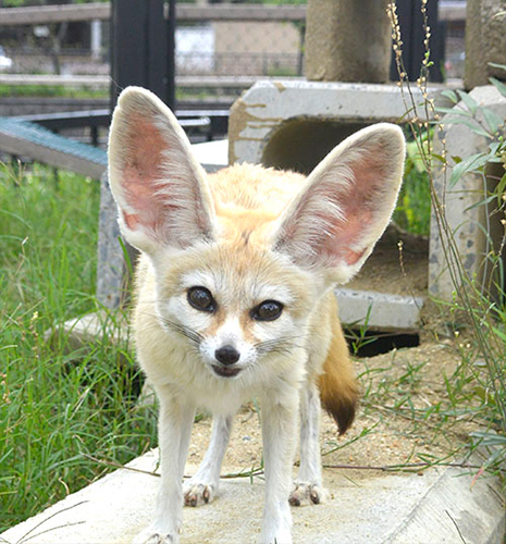 フェネックのミッチー=京都市動物園提供
