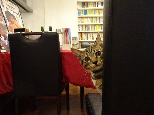 鬼ごっこだけでなく、かくれんぼも得意な銀「こっちだよ」