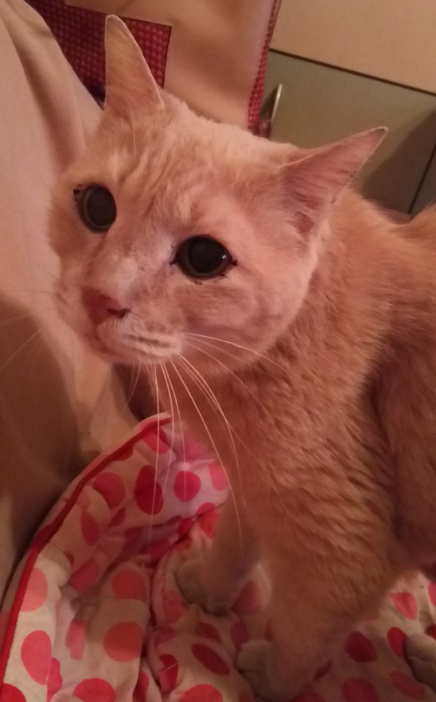 泣きそうな顔だけど、名前はルンルン(15歳)