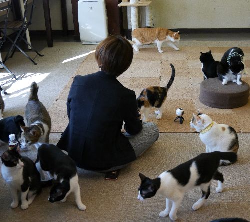 お客さんの周りを猫がぐるり その様子を撮影中