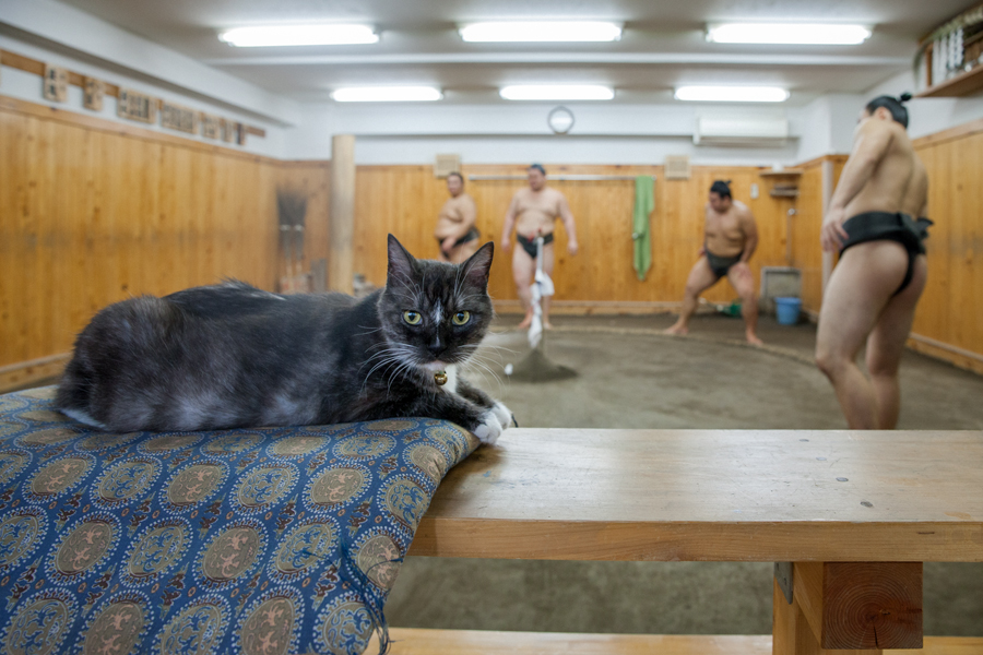 “猫親方”のモル「荒汐部屋のすもうねこ モルとムギと12人の力士たち」(平凡社)より