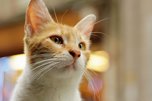 (C)2016 Nine Cats LLC