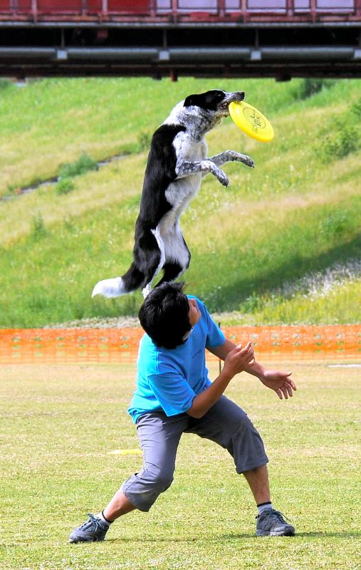 愛犬とフライングディスクの技を披露する参加者=高知県四万十市