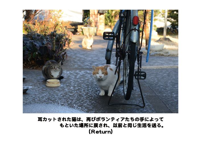 「小さな命の写真展 猫 Version」パネルより 提供=(公財)日本動物愛護協会