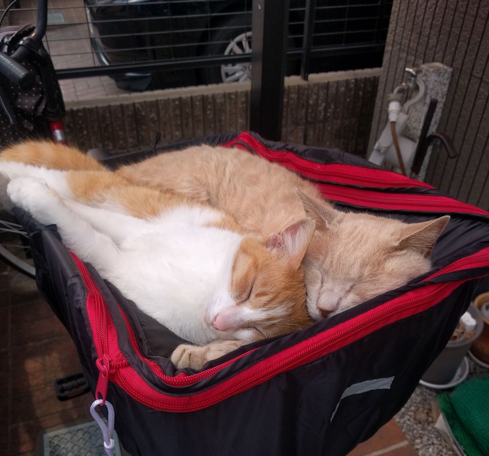 お母さんの自転車のカゴで仲良く眠るおちびときなこ