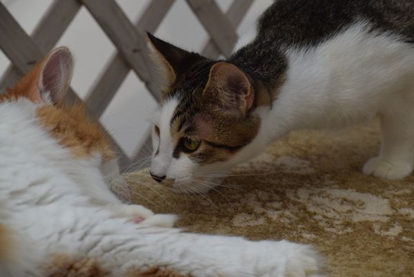 東京キャットガーディアンで