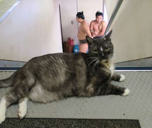 「見ちゃや~よ」とでも言うように、階段の上に座り込むモル。階下では力士がまわしをつけ直していた