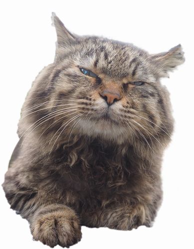 「どやにゃん」(辰巳出版、南幅俊輔著)より