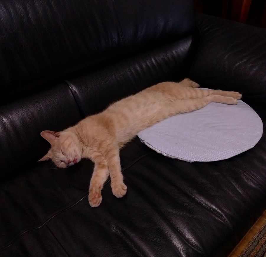 安心してリビングのソファで寝るきなこ