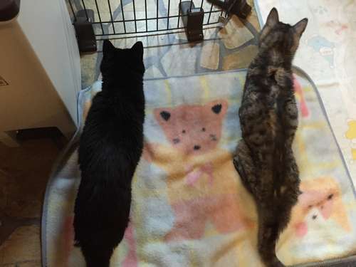 てつ(左)とトラ。最後の2ショット