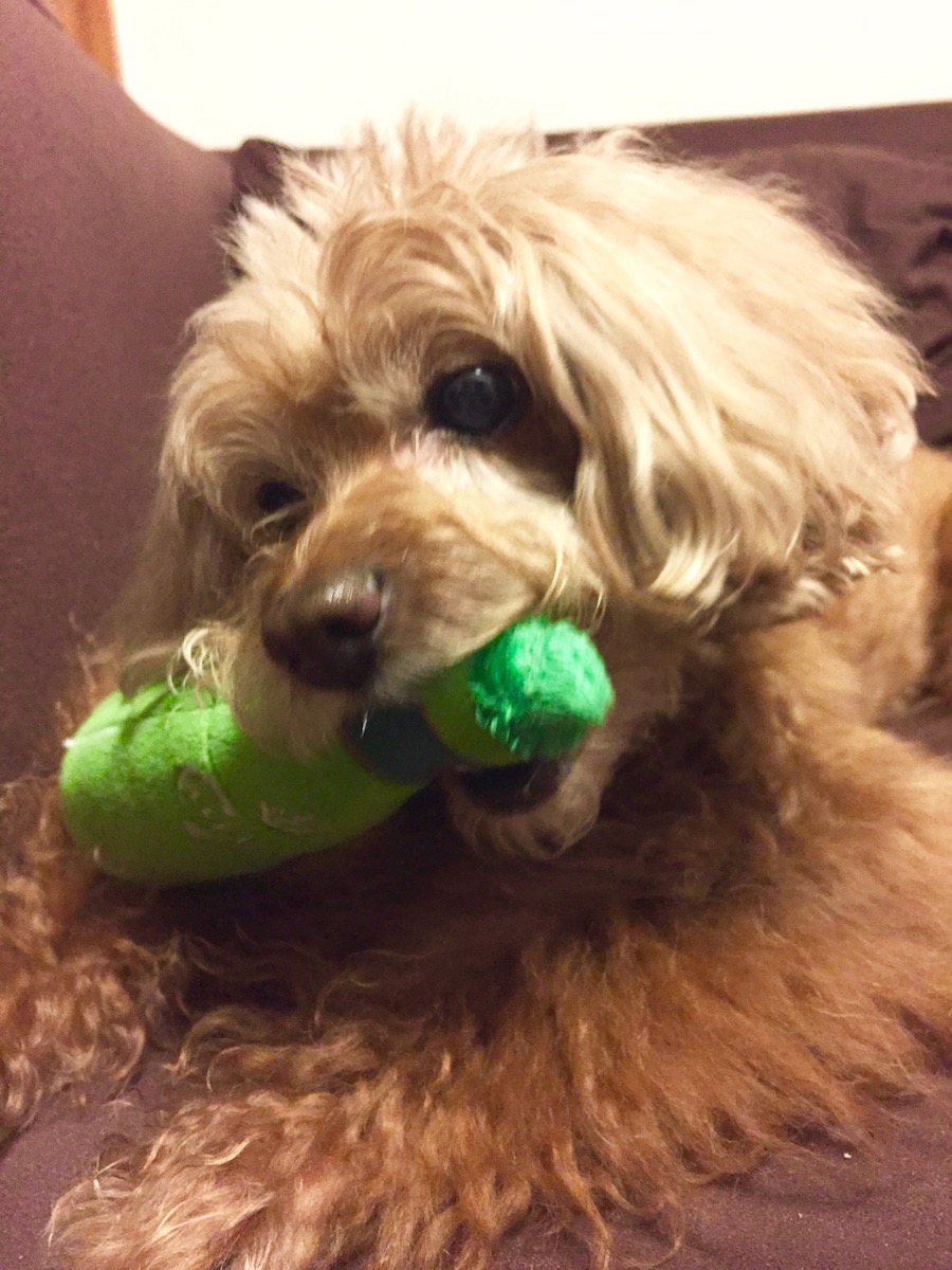 「とりあえずビールだワン!」。ビンごとガブッ!