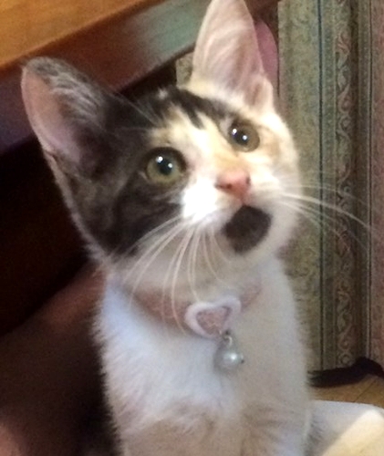 仔猫時代のあどけない「さと」。あごの模様もがチャームポイント