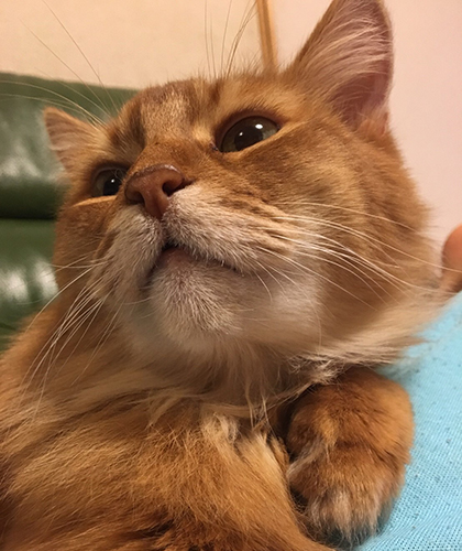 顔をきゅっとひねると、可愛らしい感じに。ソマは愛嬌があった