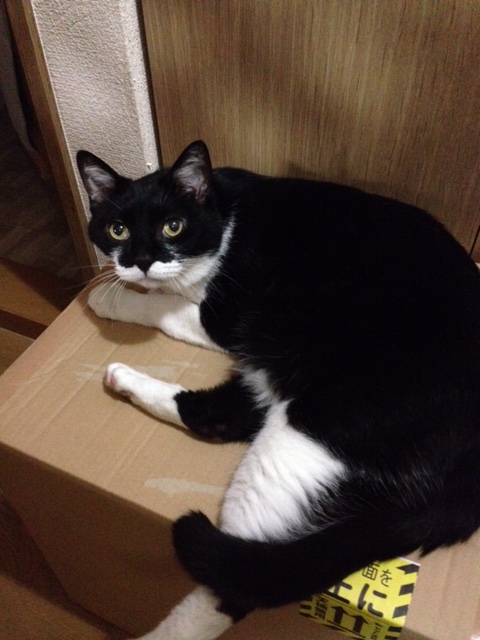 アポロは、ママが大好き