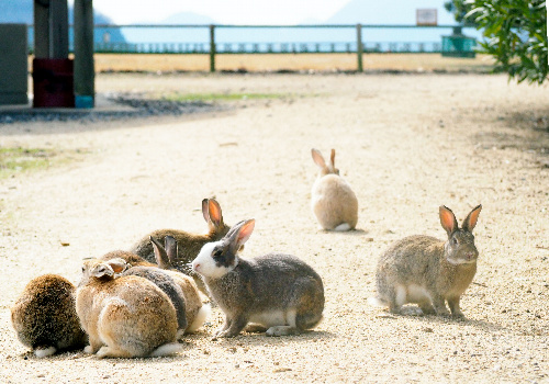 島のあちこちで愛らしいウサギが見られる