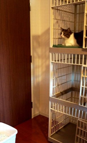 3LDKの一部屋が島男部屋。体が大きいので3段ケージを使い、複数飼い用トイレを使う。食事は1日3回