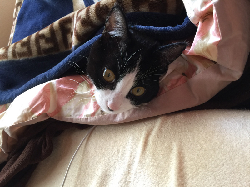 布団でぬくぬく。朝、真有さんを舐めて起こすのが日課